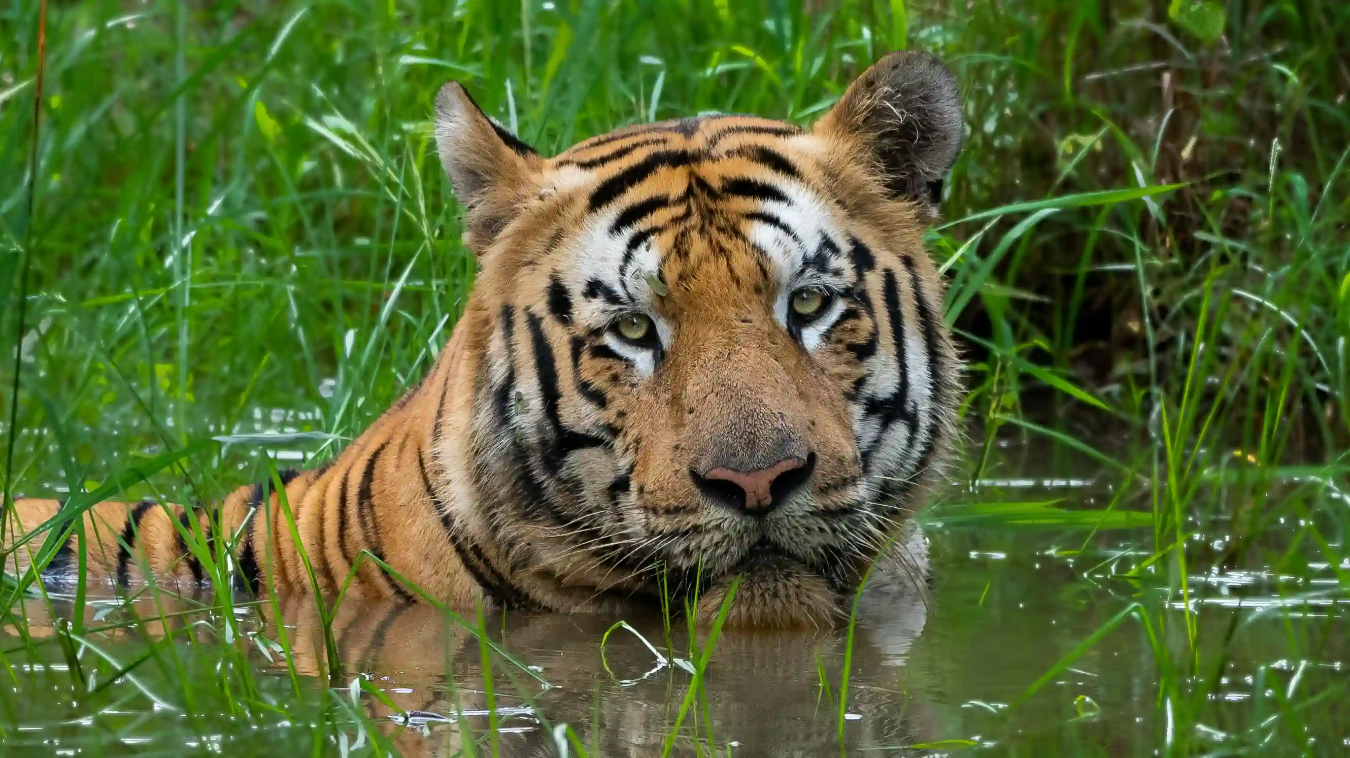 Tiger cooling off in a pond at Kanha National Park, displaying the majestic wildlife in its natural environment.